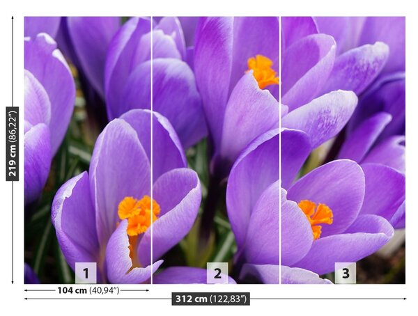 Fototapet Purple Crocuses