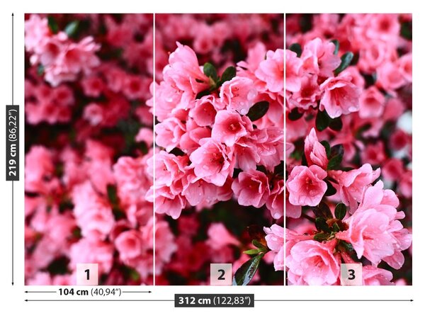 Fototapet roz Rhododendron