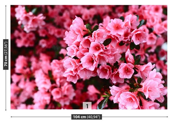 Fototapet roz Rhododendron