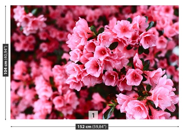 Fototapet roz Rhododendron