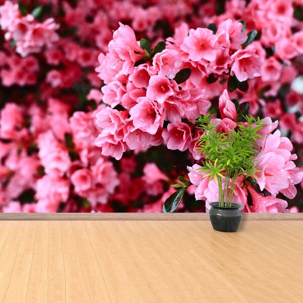 Fototapet roz Rhododendron