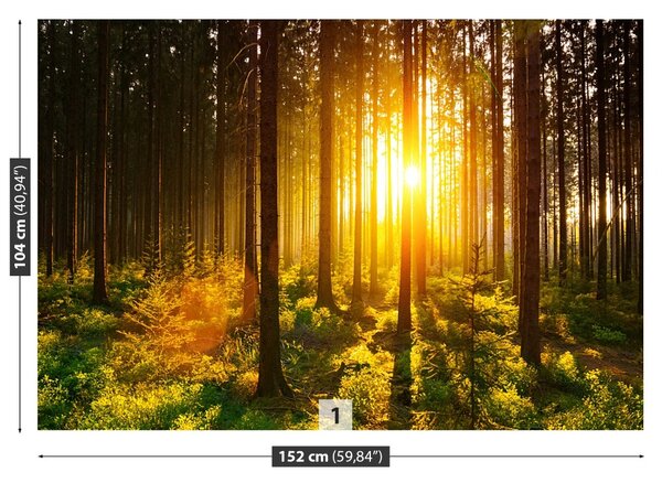 Fototapet Forest Sun