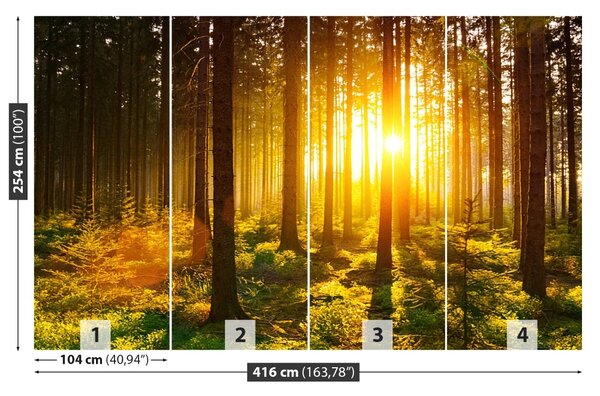 Fototapet Forest Sun