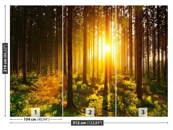 Fototapet Forest Sun