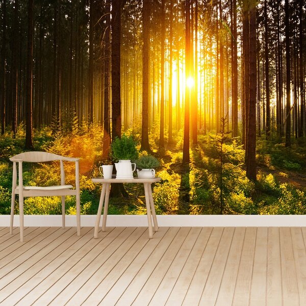Fototapet Forest Sun