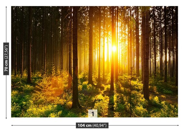 Fototapet Forest Sun