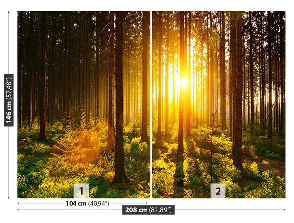 Fototapet Forest Sun