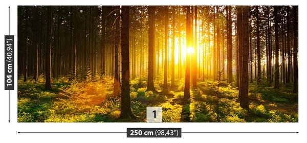 Fototapet Forest Sun
