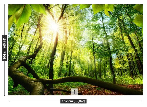 Fototapet fag Forest