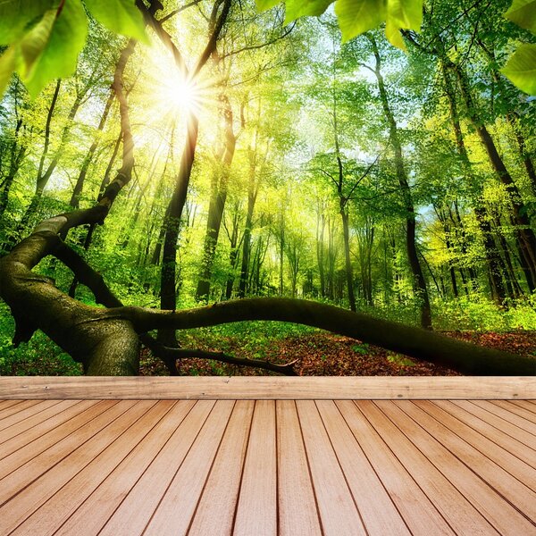 Fototapet fag Forest