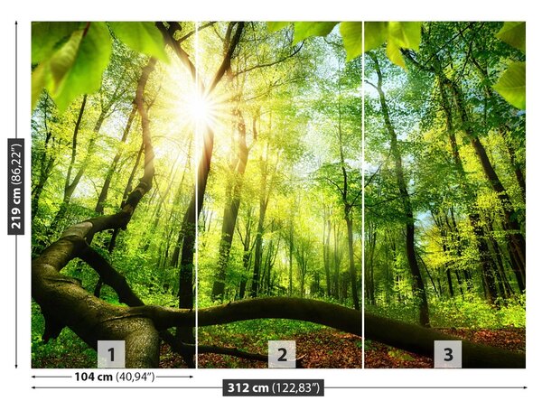 Fototapet fag Forest