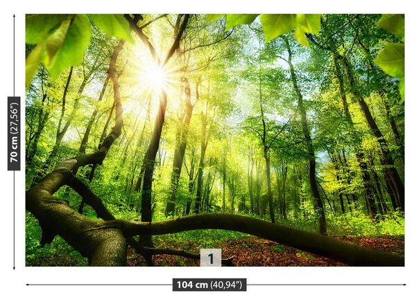 Fototapet fag Forest