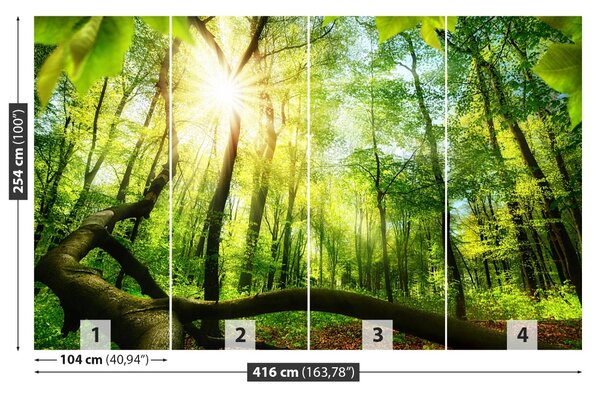 Fototapet fag Forest