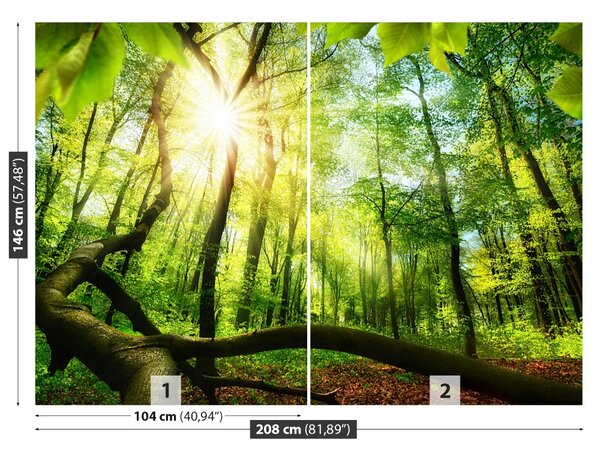 Fototapet fag Forest