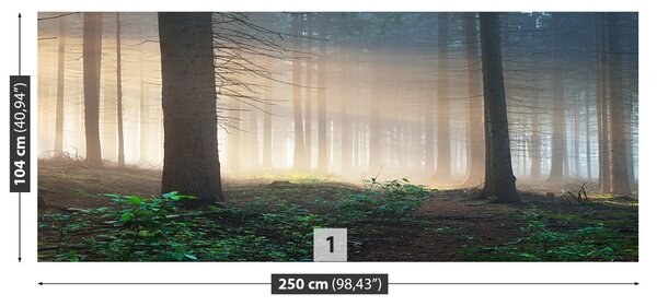 Fototapet Lumina soarelui