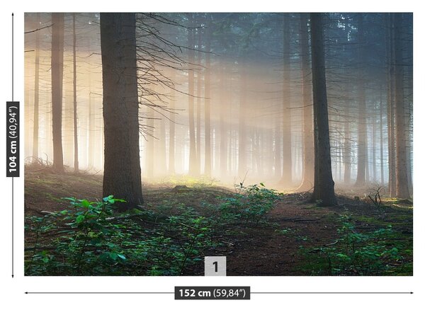 Fototapet Lumina soarelui