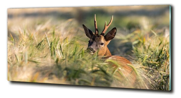 Imagine de sticlă Deer în domeniu