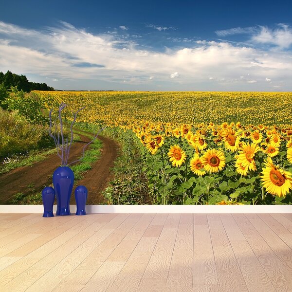 Fototapet Domeniu de Sunflowers