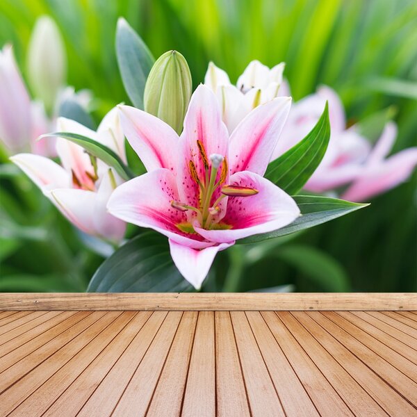 Fototapet Green Lily