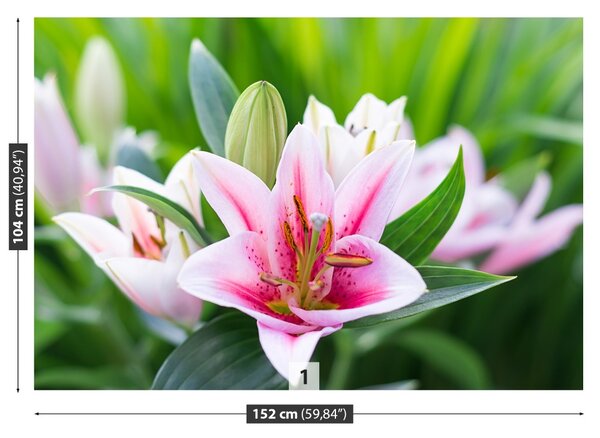 Fototapet Green Lily