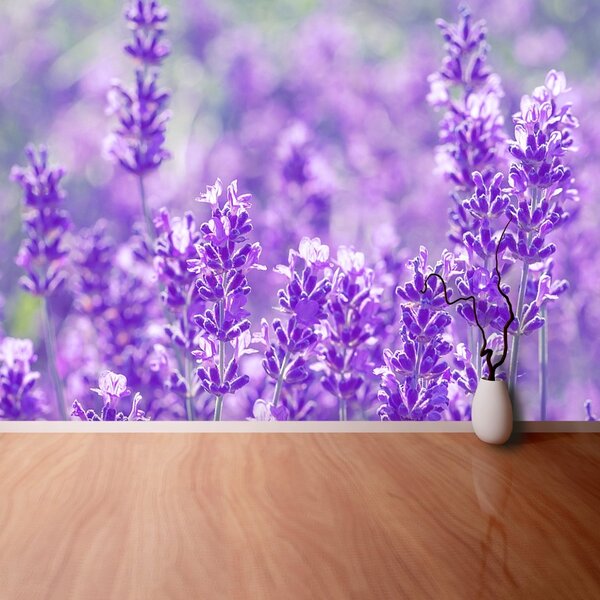 Fototapet Lavandă Purple