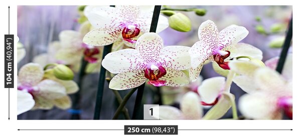 Fototapet Flori Orhidee