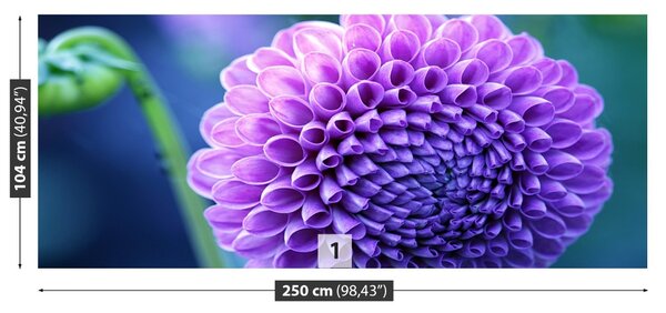 Fototapet Purple Dahlia