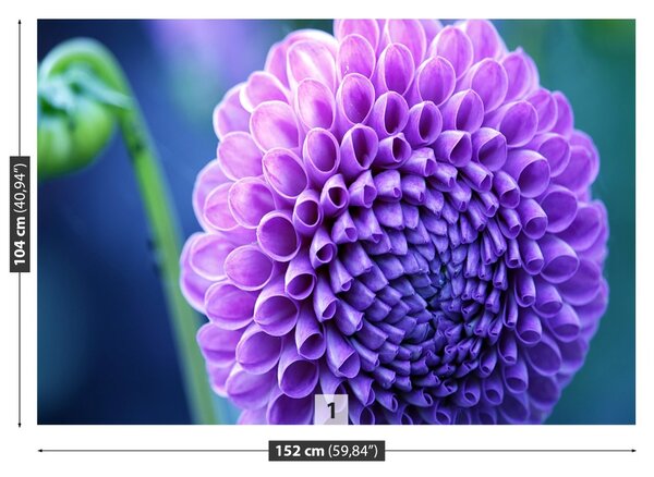 Fototapet Purple Dahlia
