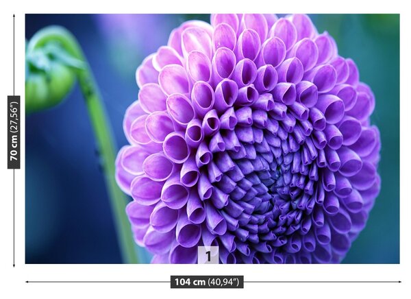 Fototapet Purple Dahlia