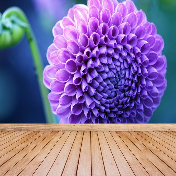 Fototapet Purple Dahlia
