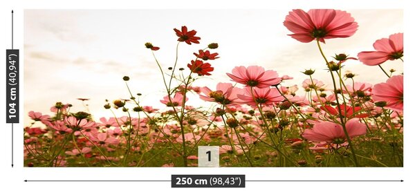Fototapet Cosmos Flori