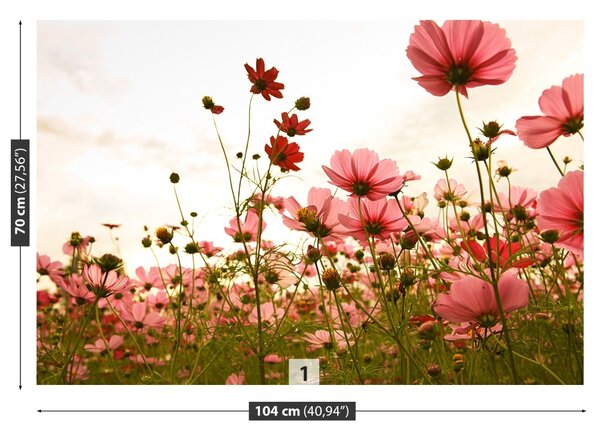 Fototapet Cosmos Flori