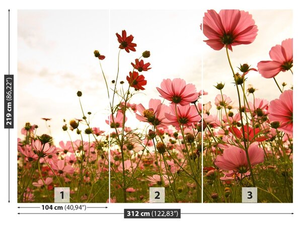 Fototapet Cosmos Flori