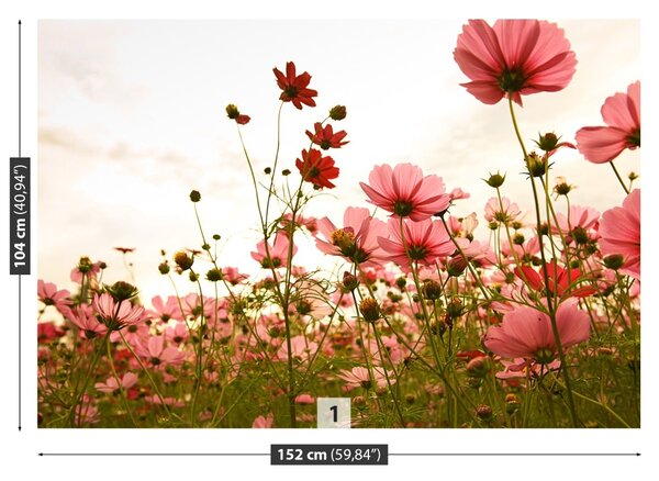 Fototapet Cosmos Flori