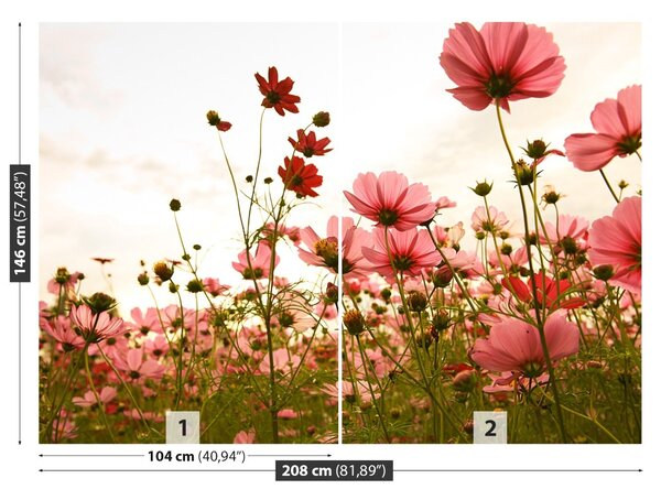 Fototapet Cosmos Flori