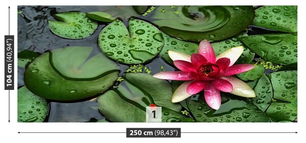 Fototapet Lotos Pond