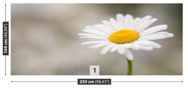 Fototapet alb muşeţel
