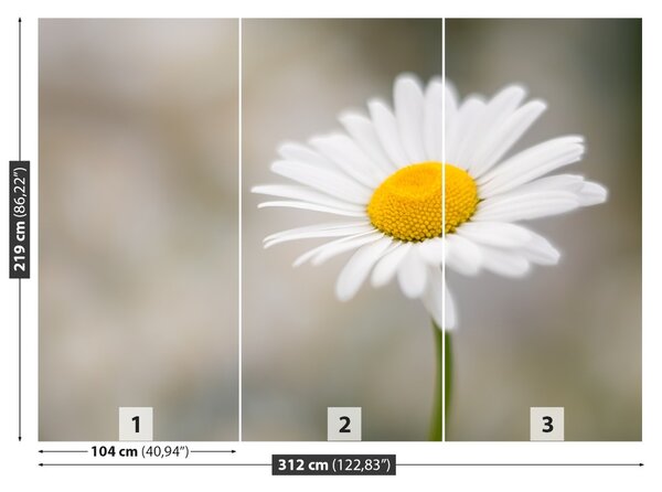 Fototapet alb muşeţel