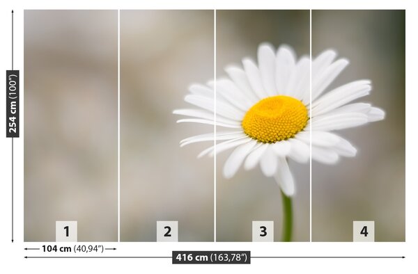 Fototapet alb muşeţel