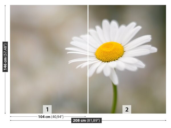 Fototapet alb muşeţel