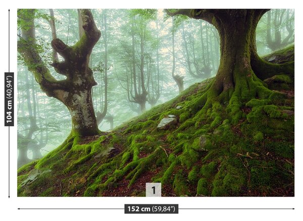 Fototapet fag Forest