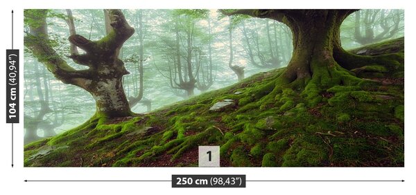 Fototapet fag Forest