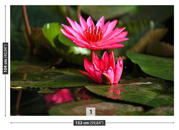 Fototapet Lotos Pond
