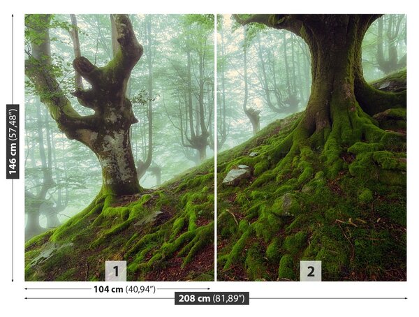 Fototapet fag Forest