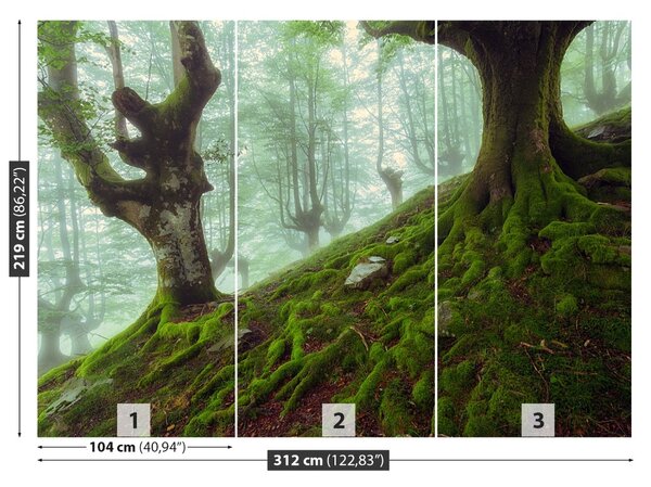 Fototapet fag Forest