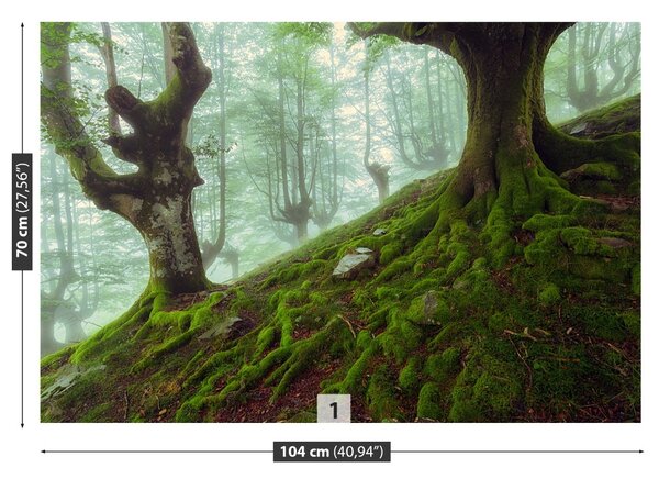 Fototapet fag Forest
