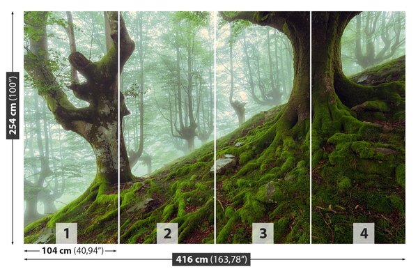 Fototapet fag Forest
