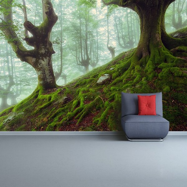 Fototapet fag Forest