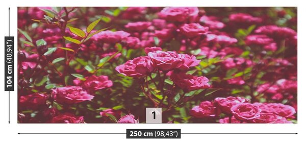 Fototapet Trandafiri roz