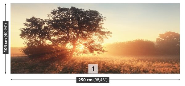Fototapet Sun copac